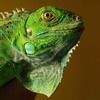 Vartotojo avataras